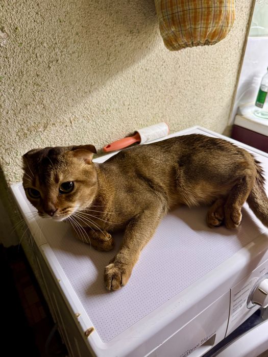 Котёнок Scottish Fold. Скотиш фолд котята. Веслоухий