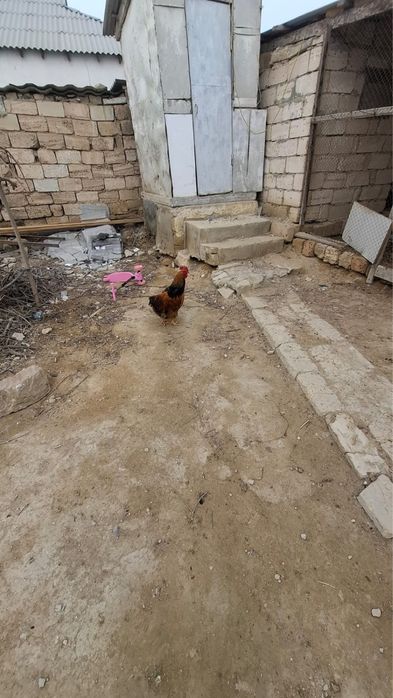 Әтештер сатылады