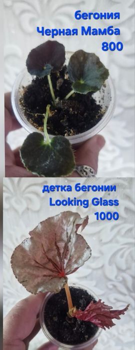 Цветы домашние разные