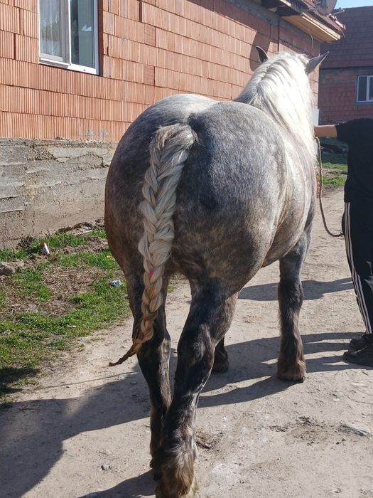 Iapa de vînzare de 3 jumătate