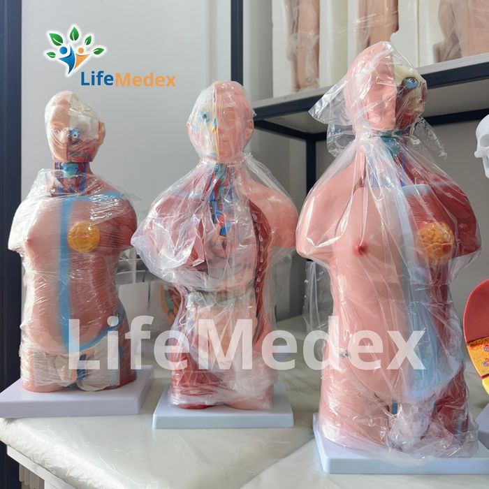 Анатомические Муляжи ,Mulyaj