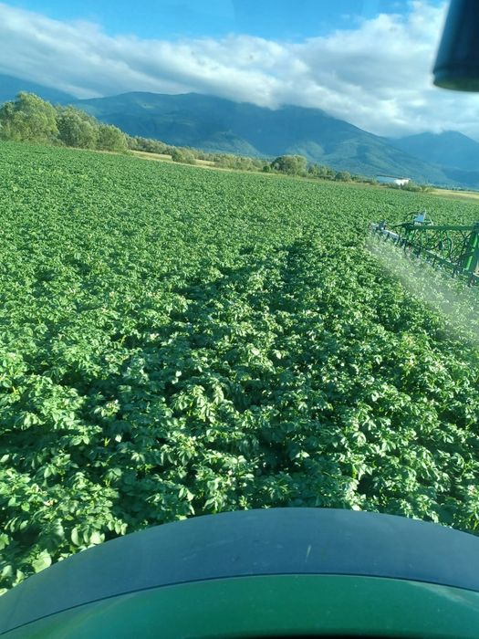 Samanta cartofi din elita soi riviera