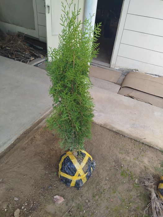 Archa kitob,Ельки книга,Арча китоб