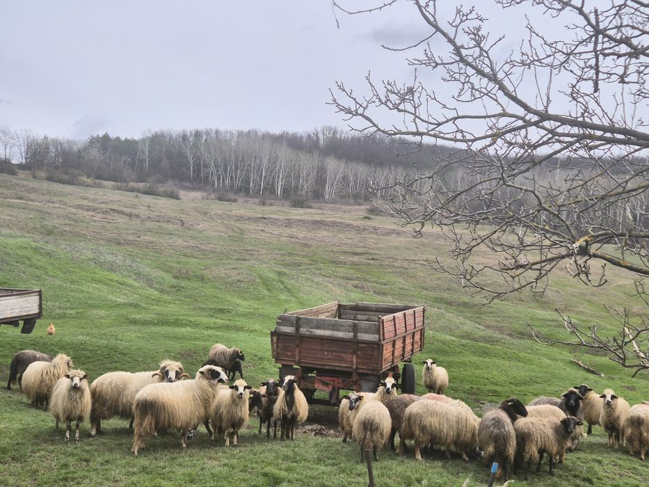Oi de rasă de vânzare