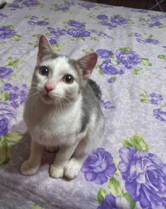 Отдам котенка девочка