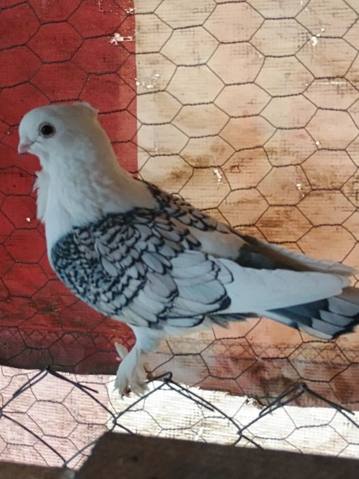 Porumbei Misirlii , voiajori albi și turturele râzătoare