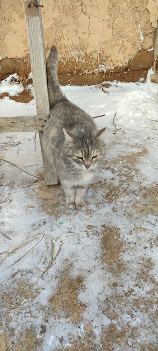 Отдам кошку в добрые руки.