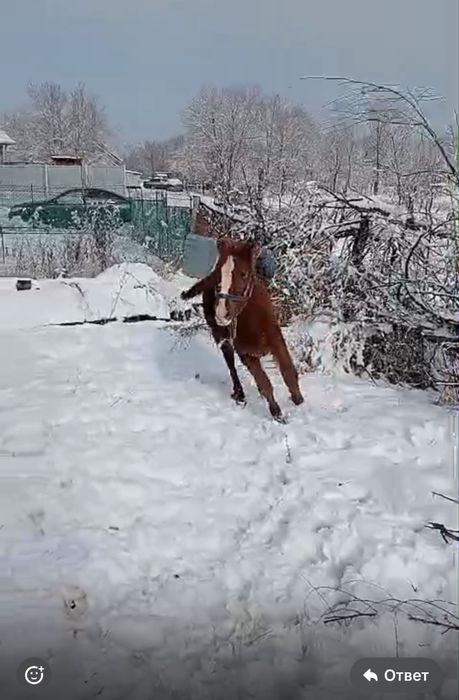 бір жасар тай сатылады