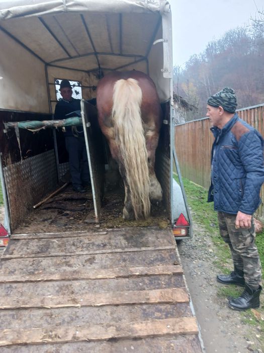 Iapa de 7 ani de vanzare