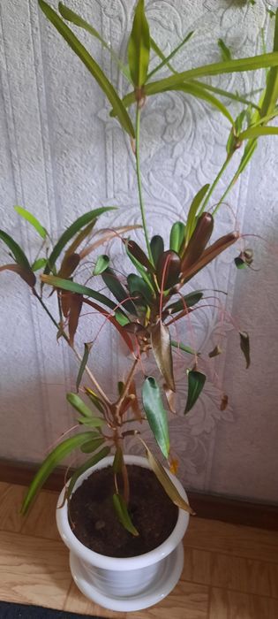 Продам цветок Кодиеум