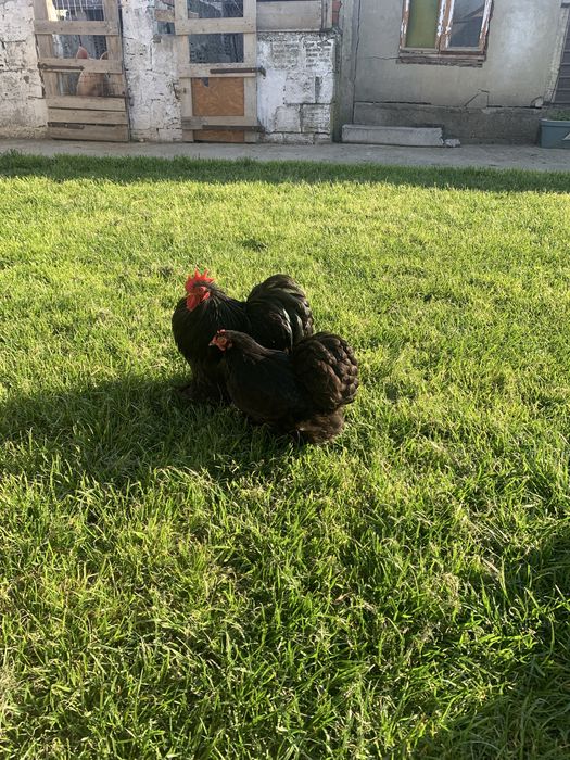 Cochinchina pitic negru