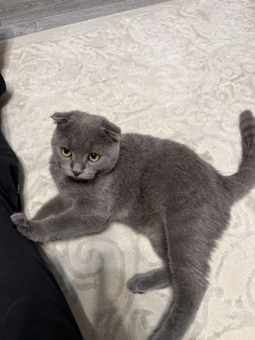 Продаю котенка шотландца