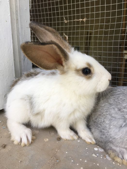 Зотли куёнлар сотилади