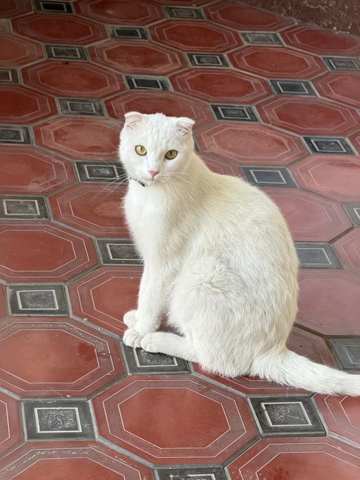 Продаётся кот Скоттиш Фолд 15 месяцев