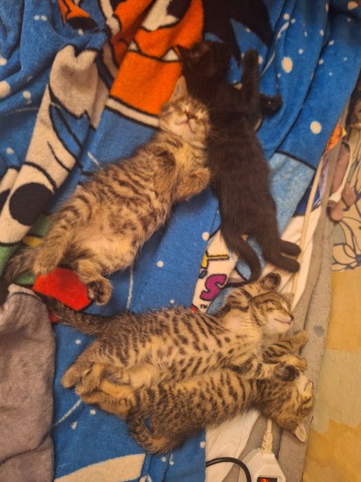 Отдам котят бесплатно