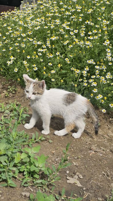Отдам бесплатно котёнка