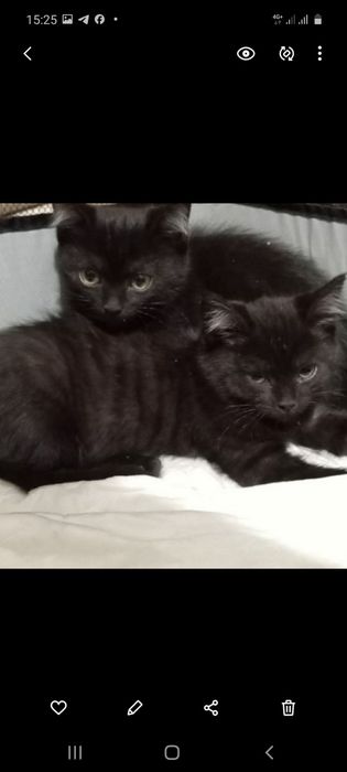 Дарю котенка,мальчик