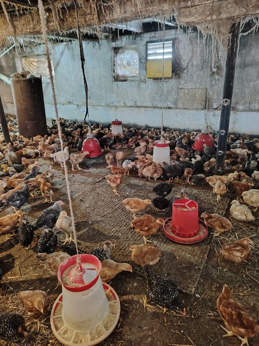 Pui alb de carne și rasa Cabir