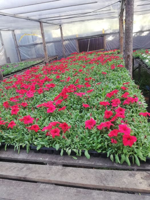 Продам петунию оптом