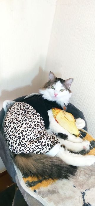 Комбинезон для животных.