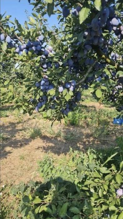 Prune de vanzare