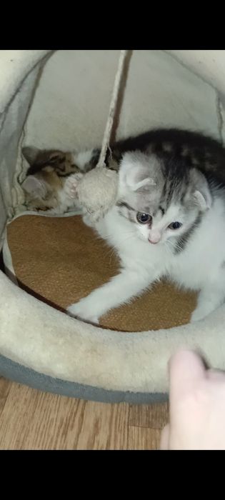 Вислоушки.Шотланские1,5 месяцев.