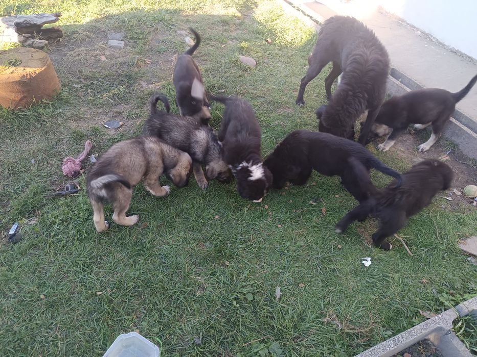 Cateluși ciobanesti adoptie