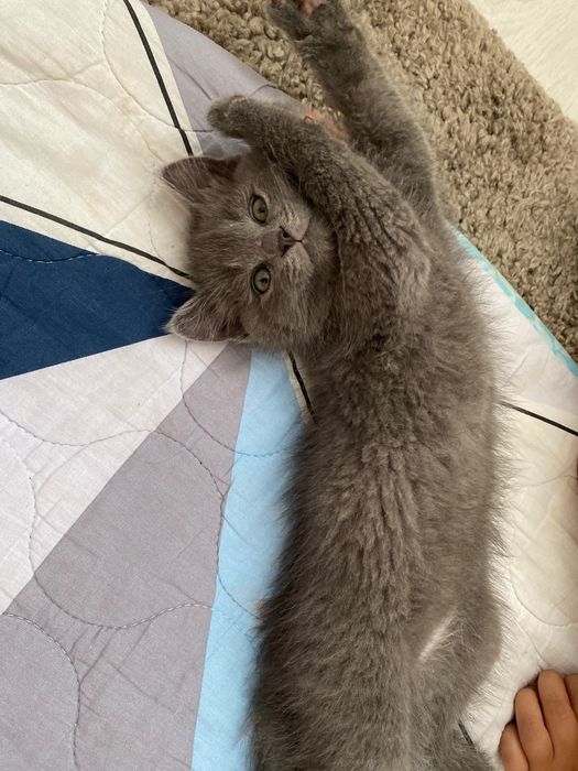 Отдам в добрые руки