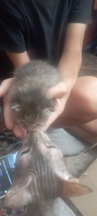 Донские сфинкс котята