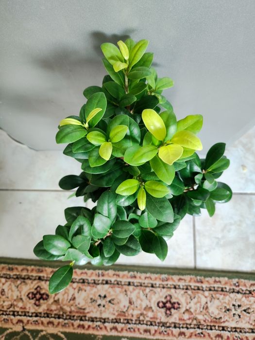 Продам фикус панда