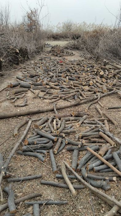 Дрова  дрова мевали дарахтлар