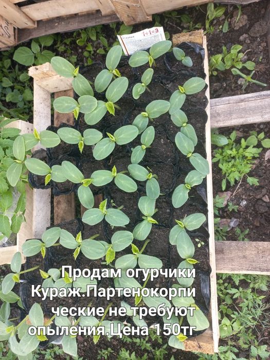 Продам рассаду...