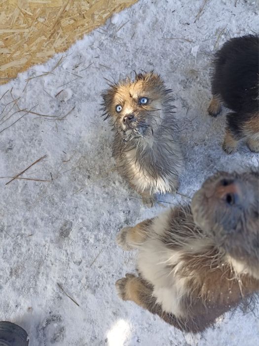 Щенята СРОЧНО ищут новый дом