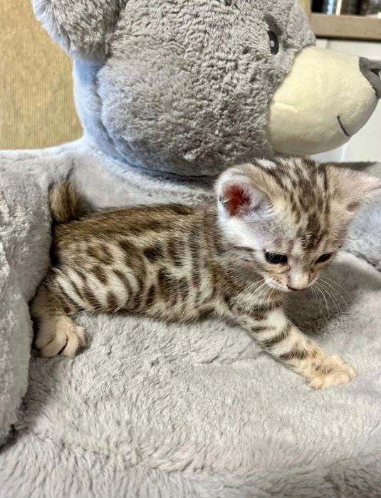Продам бенгальских котят