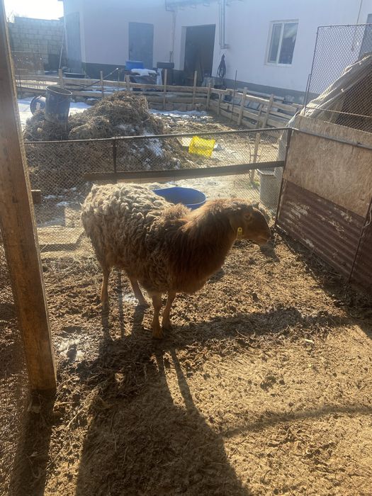 Семіз қой сатылады