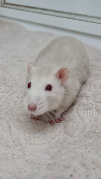 две крысы клетка и корм на месяц