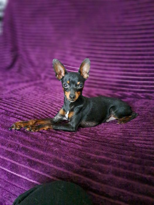 Вязка мини той терьера