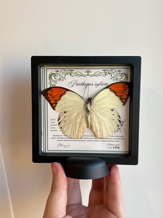 настоящая бабочка в рамке