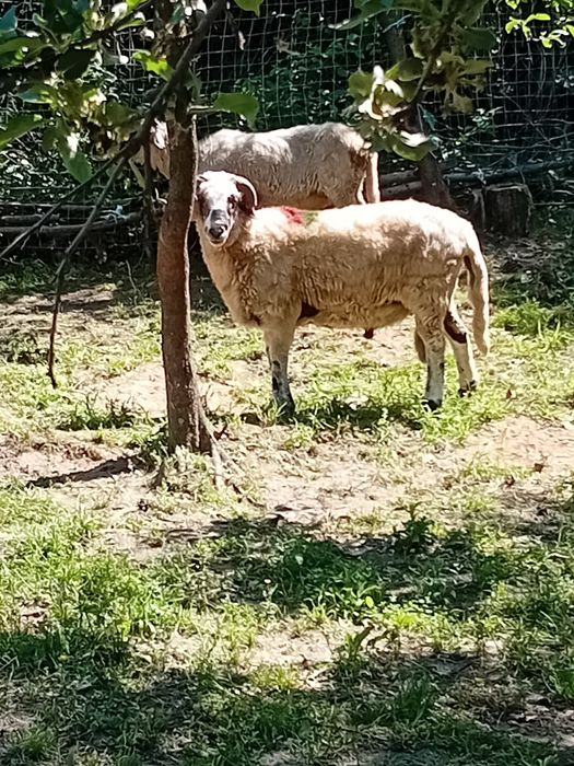De vânzare 3 oi și un berbec brez
