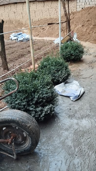 Shamshot 5 yoki 6 yilli