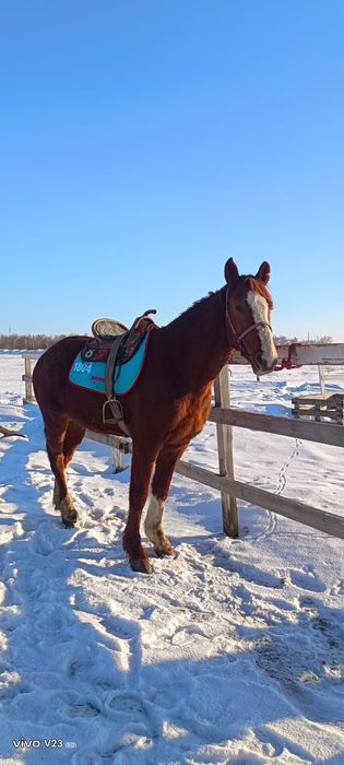 Продам жеребеца айгыр сатам
