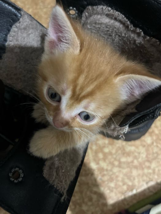 Отдам 3 рыжих котят в добрые руки