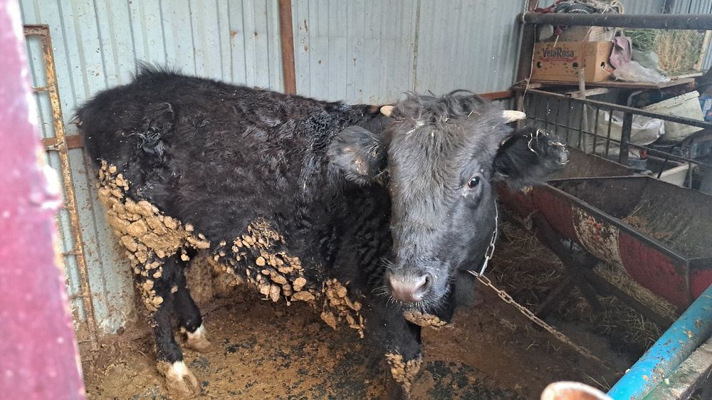 Продам бука кашар корова