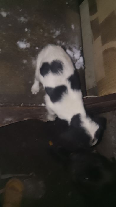 Отдам щенят русский спаниель