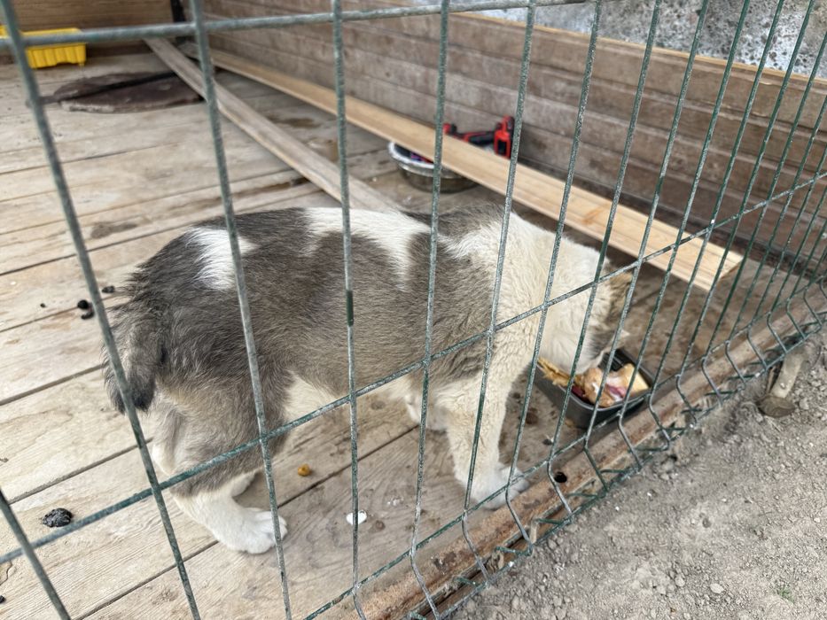 Алабай с клеткой