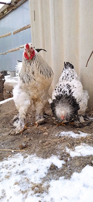 Xoroz va tovuq brama ulgurib qoling