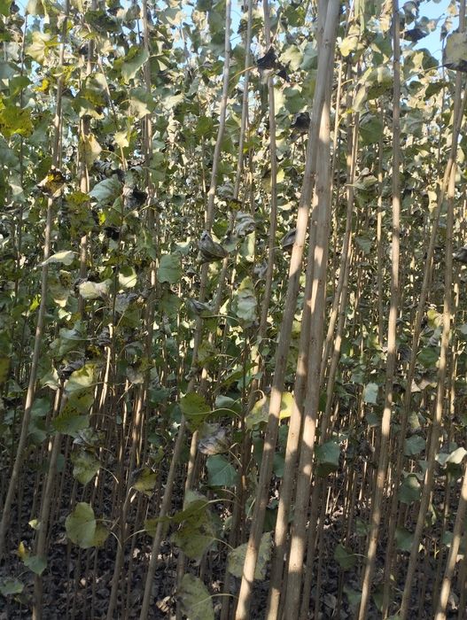 Terak kochat cheklanmagan miqdorda