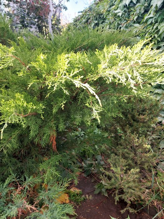 Лечение хвойных расстений