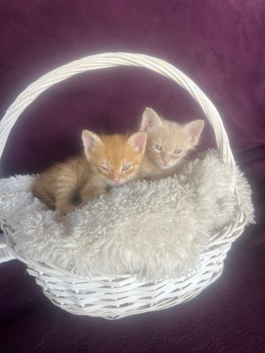 Котята бесплатно в добрые руки
