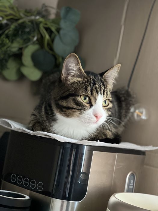 Котенок в добрые руки
